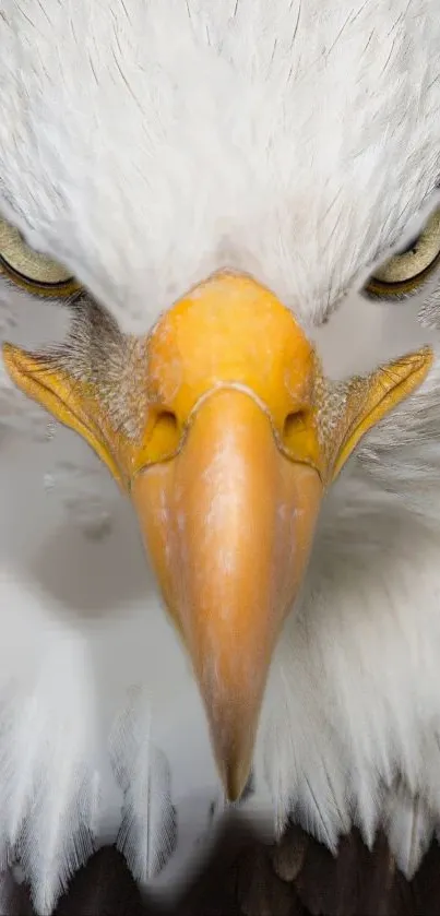 Close-up of eagle's fierce gaze and sharp beak on a bright mobile wallpaper.