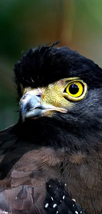 Close-up of eagle with vivid yellow eyes in a natural habitat.