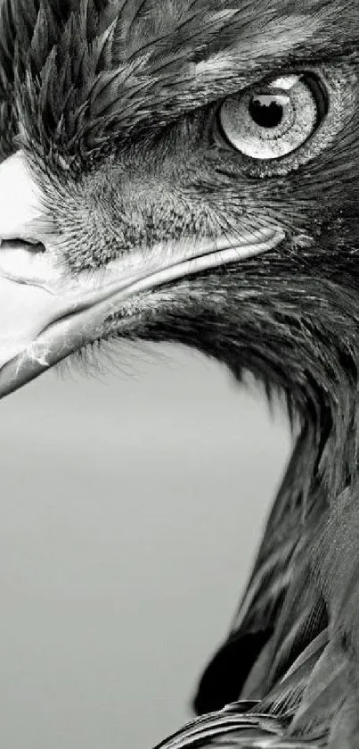 Close-up monochrome image of a regal eagle's face, highlighting its eye.