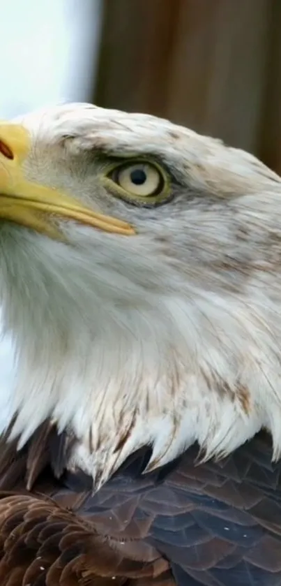 Close-up of a majestic eagle with detailed feathers and intense gaze.