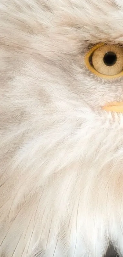 Close-up of an eagle's face with detailed feathers and a sharp yellow eye.