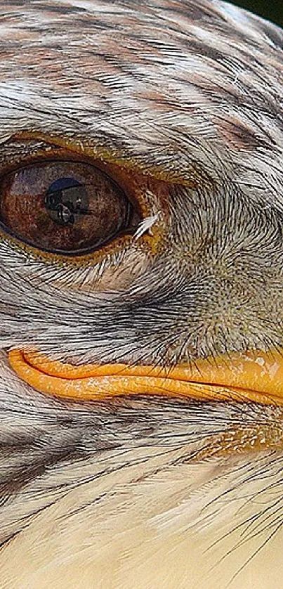 Close-up of a majestic eagle head with detailed feathers and sharp eyes.