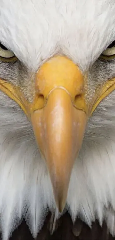 Close-up of a bald eagle's intense gaze for a stunning mobile wallpaper.