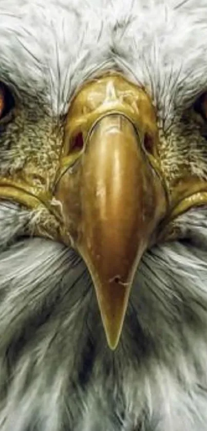 Close-up of a majestic eagle's face with piercing eyes.