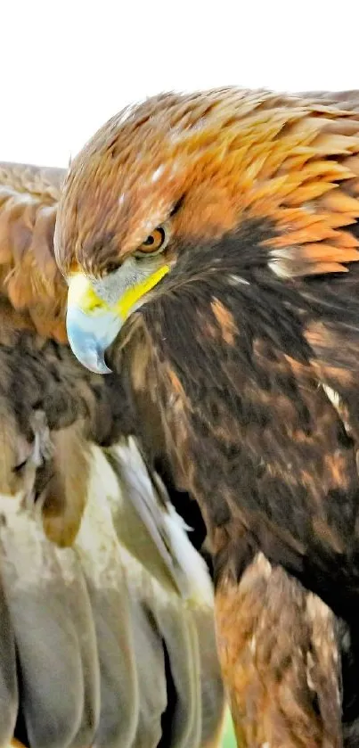 Close-up of a majestic eagle with wings spread in natural setting.
