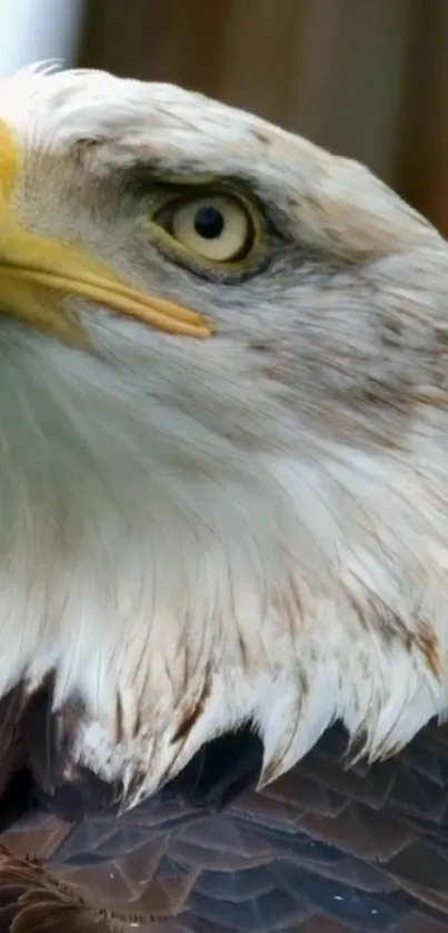 Close-up image of a majestic bald eagle with detailed feathers and intense gaze.