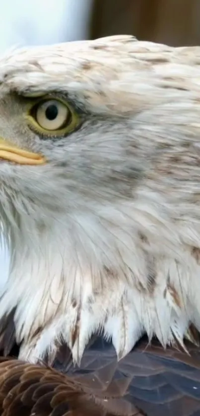 Close-up of a majestic eagle's head, showcasing detailed feathers and piercing eyes.