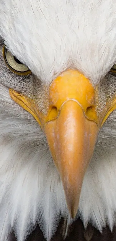 Close-up of a majestic eagle with detailed feathers and piercing eyes.