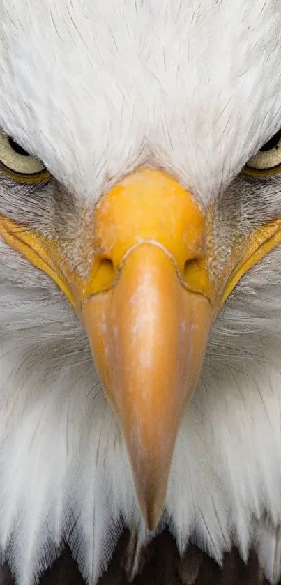 Close-up of a white eagle with piercing eyes and detailed feathers.