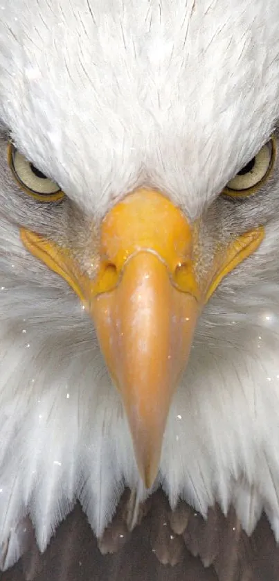 Close-up of a majestic bald eagle with intense eyes.