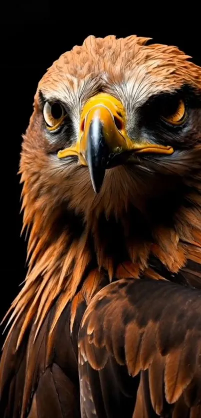 Close-up of a golden eagle in profile with dark background.