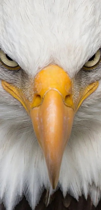 Close-up of a bald eagle with intense gaze and striking features for mobile wallpaper.