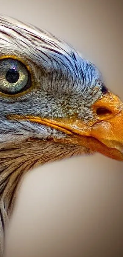 Close-up photo of a majestic eagle with striking feathers on a brown background.