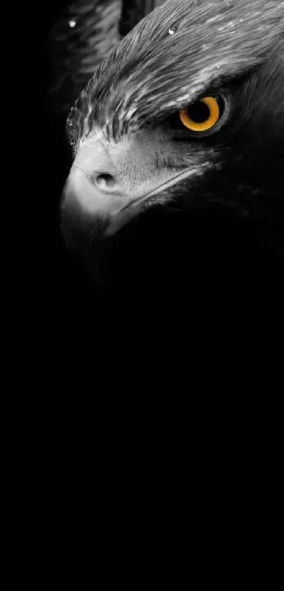 Majestic eagle with striking yellow eye on dark background wallpaper.