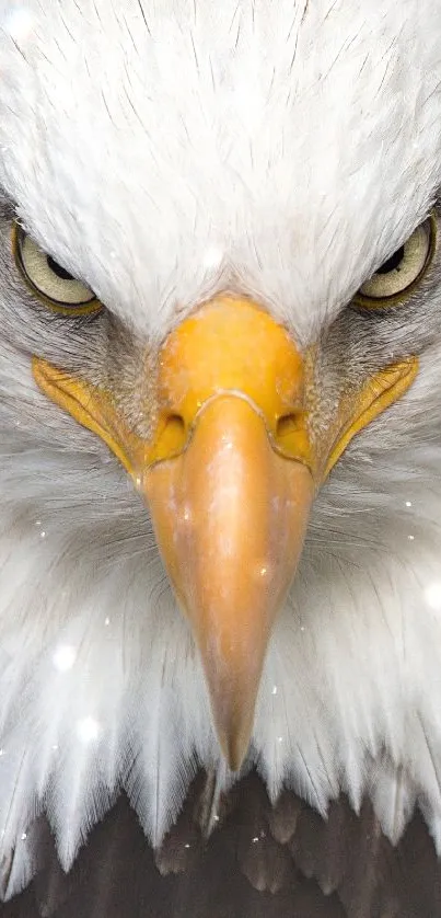 Close-up of a majestic eagle's intense gaze for mobile wallpaper.