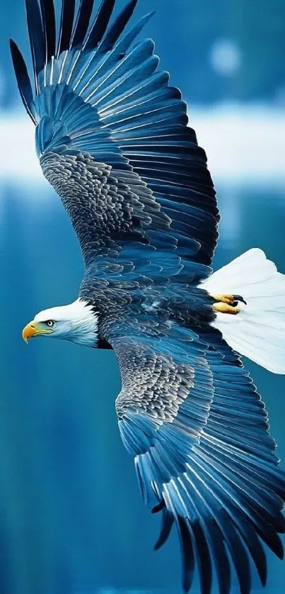 Bald eagle soaring over a blue sky backdrop.