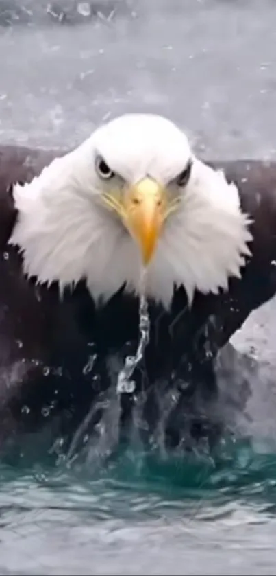 Majestic eagle takes flight over water.