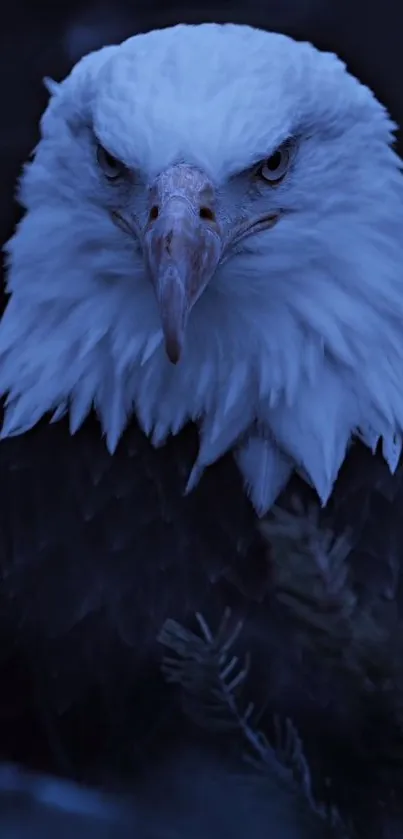 Majestic eagle with intense gaze in a dark, moody background.