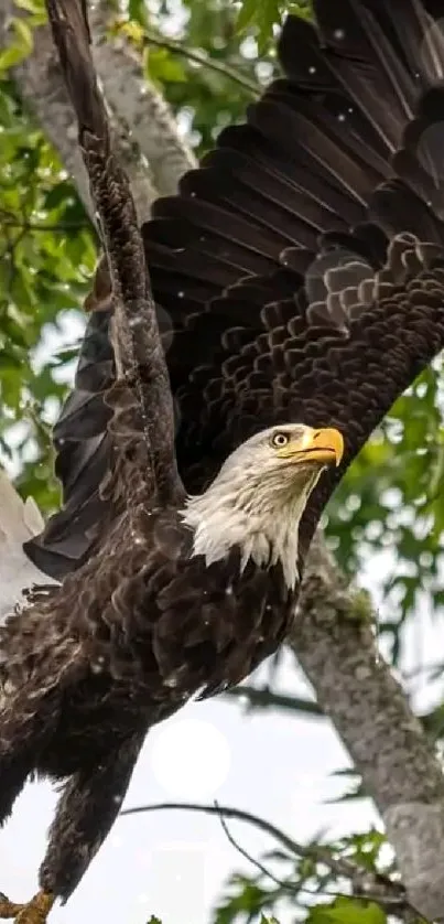 Majestic eagle soaring through green foliage.