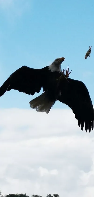 Majestic eagle soaring against a clear sky.