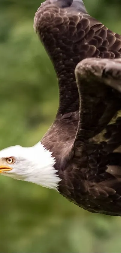 A majestic eagle soaring against a green background.