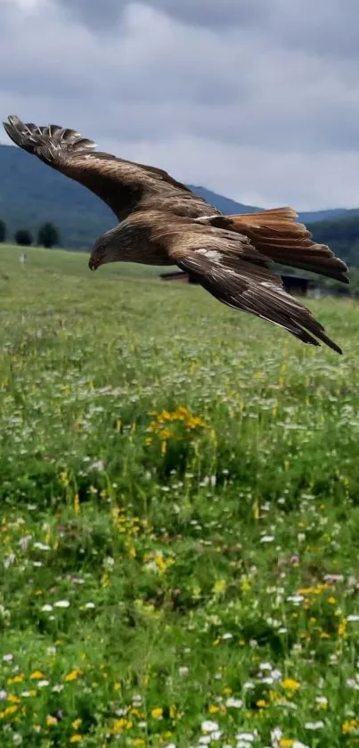 Eagle flying over a green field with mountains in the background.