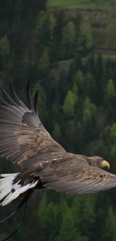 Eagle soaring through a lush green forest.