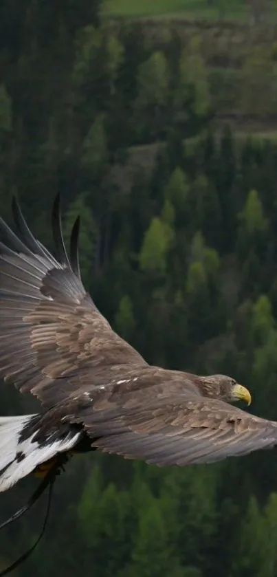 Majestic eagle soars over lush green forest.