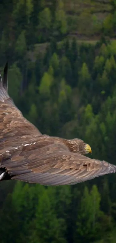 Eagle soaring over lush green forest landscape.