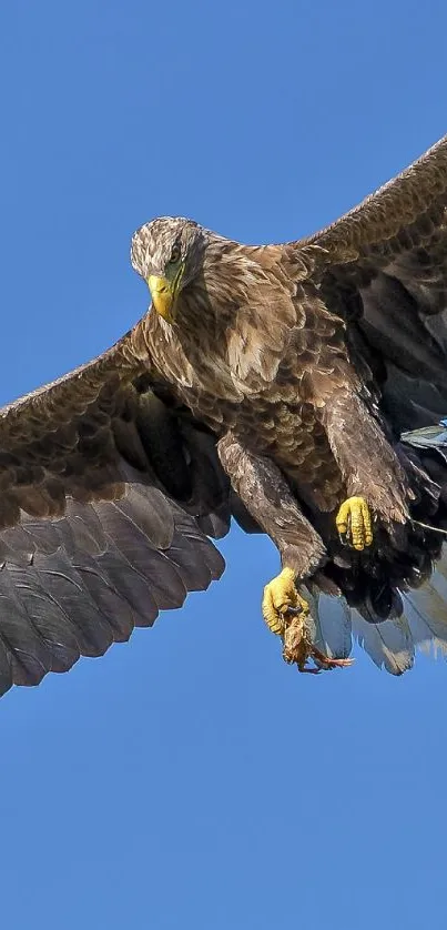 Eagle soaring gracefully in clear blue sky.