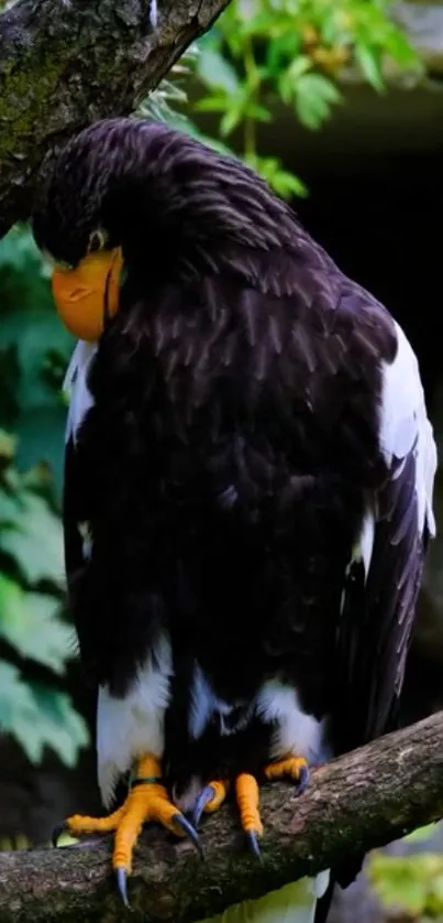 Majestic eagle perched on a tree branch in lush green foliage.