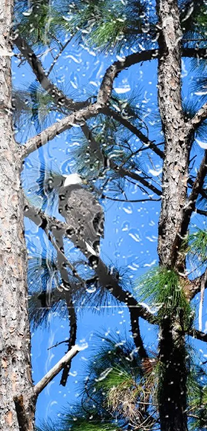 Eagle perched on pine tree against blue sky background.