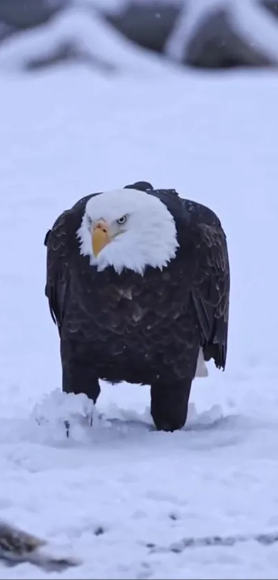 Bald eagle standing on snowy ground, majestic and powerful.