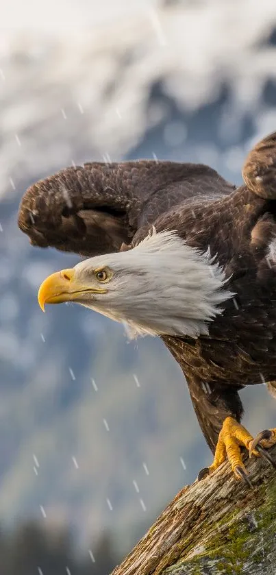 Eagle perched on a branch with mountain background.