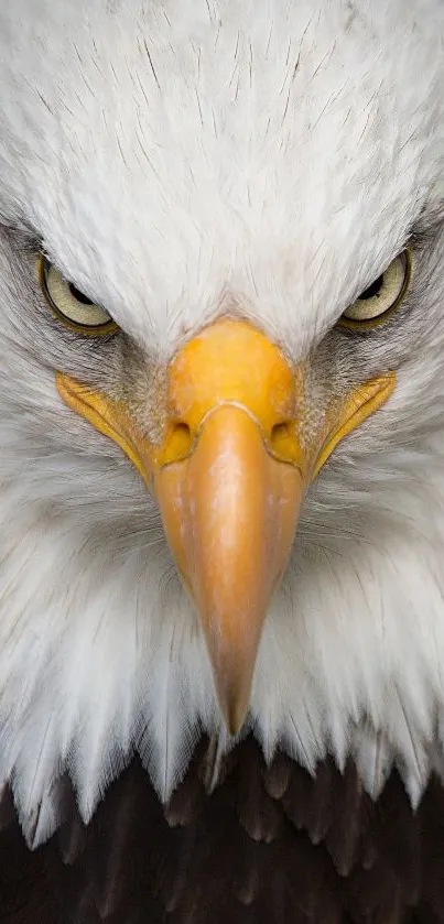 Close-up of a majestic eagle's face with intense gaze and white feathers.