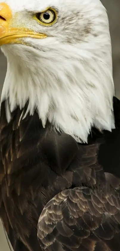 Bald eagle close-up with detailed feather view.