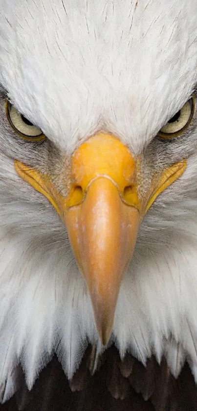 Close-up photo of a bald eagle showing intense gaze and intricate feather details.