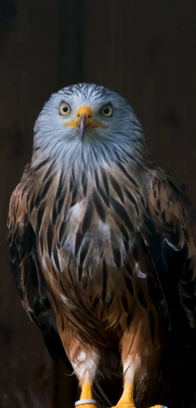 Majestic eagle mobile wallpaper with brown and white feathers on dark background.