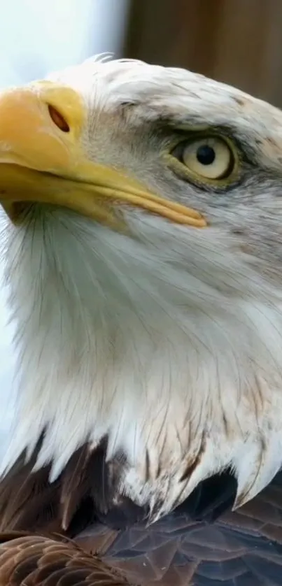 Close-up of a majestic bald eagle with a fierce gaze.