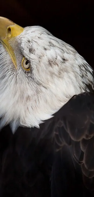 Close-up of a majestic eagle with detailed feathers on a dark background.