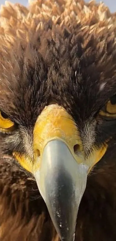 Close-up of a majestic eagle with intense yellow eyes and brown feathers.