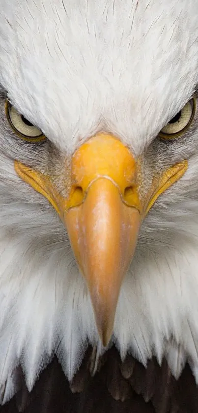 Close-up of a fierce bald eagle with white feathers and piercing eyes.