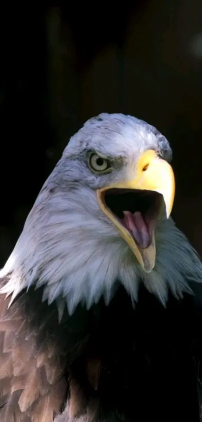 Close-up of a majestic eagle with open beak, set against a dark background.