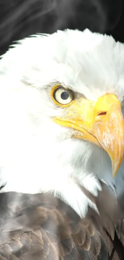 Majestic bald eagle close-up with white feathers and yellow beak.