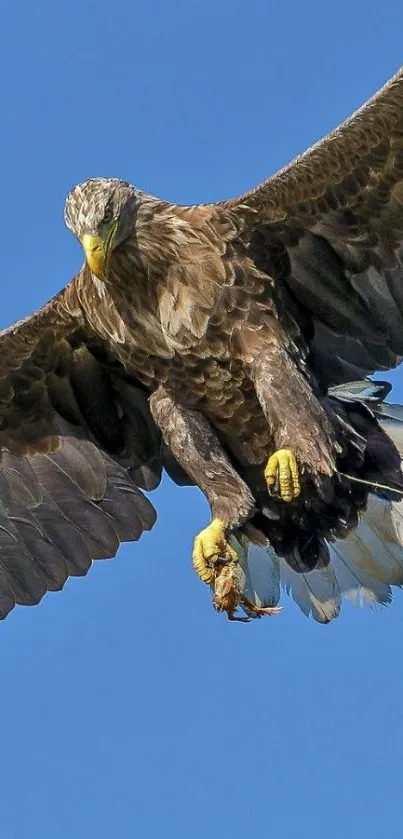 Majestic eagle soaring in the blue sky.