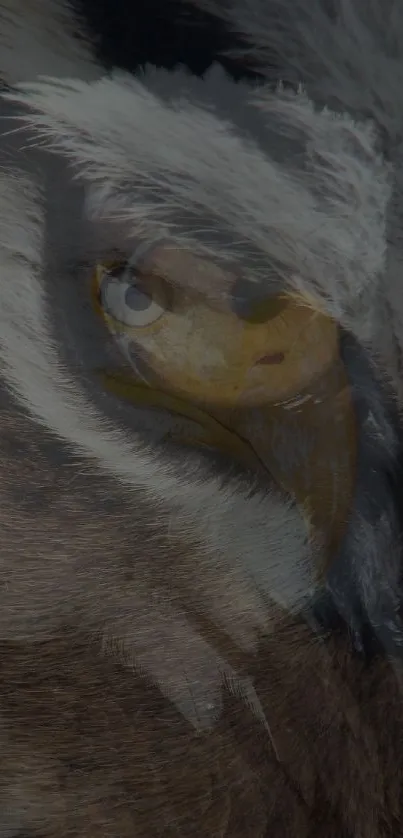 Close-up of a majestic eagle with dark and light feathered details.