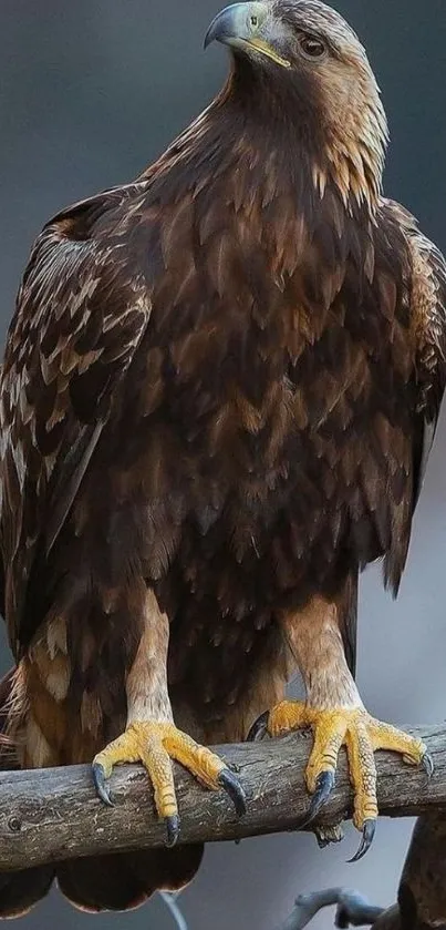 Majestic eagle perched on a branch.