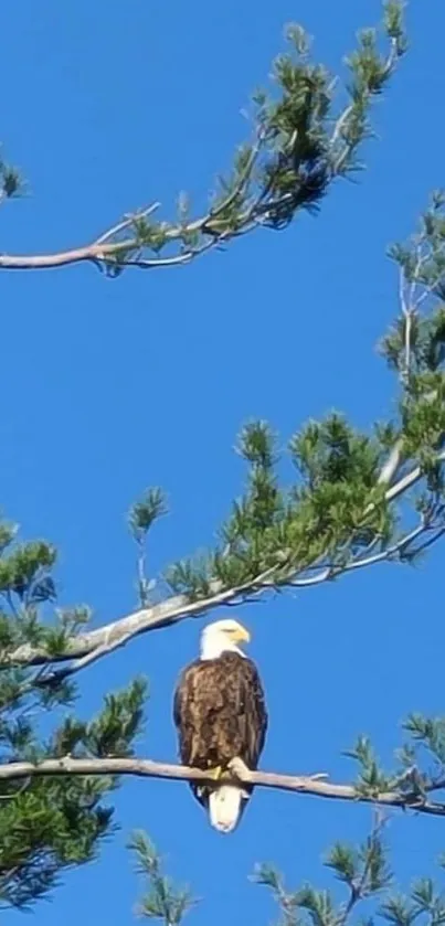 Bald eagle perched on a pine branch against a blue sky.