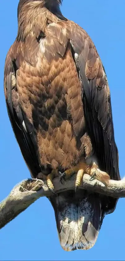 Eagle sitting on branch with sky blue background.