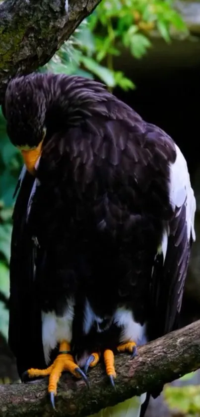 Majestic eagle perched on a tree branch with vibrant nature backdrop.